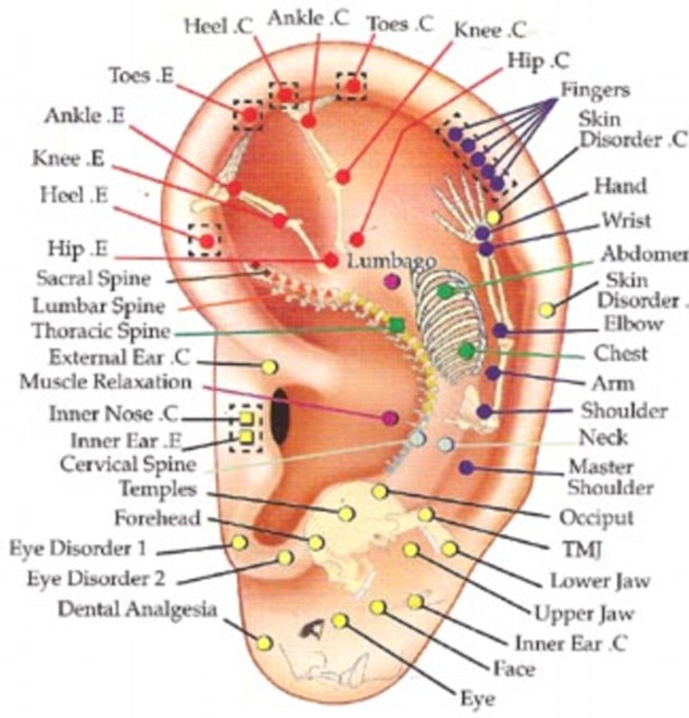 Ear Reflexology Chart